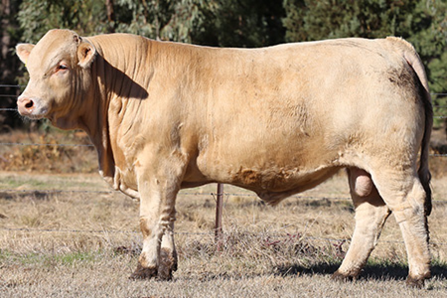 LOT 75 Futurity T-Bone T208 | Futurity Pastoral